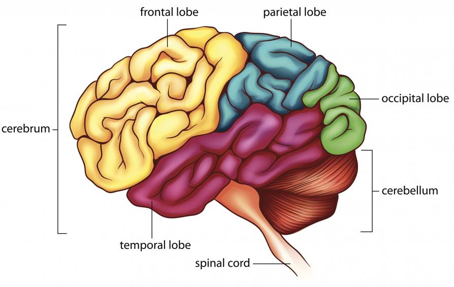 The brain and lobes stimulated by Boomerang LIFE